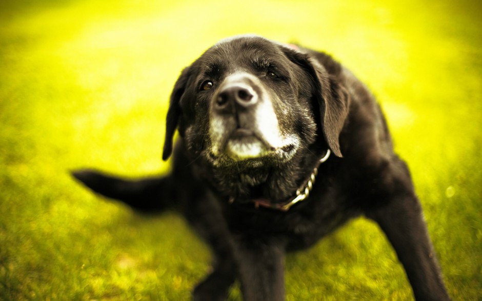 电脑壁纸拉布拉多犬宠物