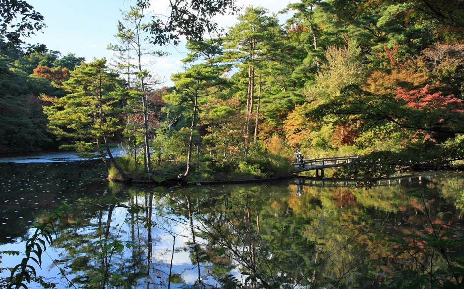 秋日浪漫枫叶林清新唯美风景图