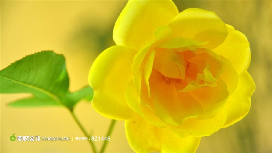 黄玫瑰花图片精选黄色植物背景