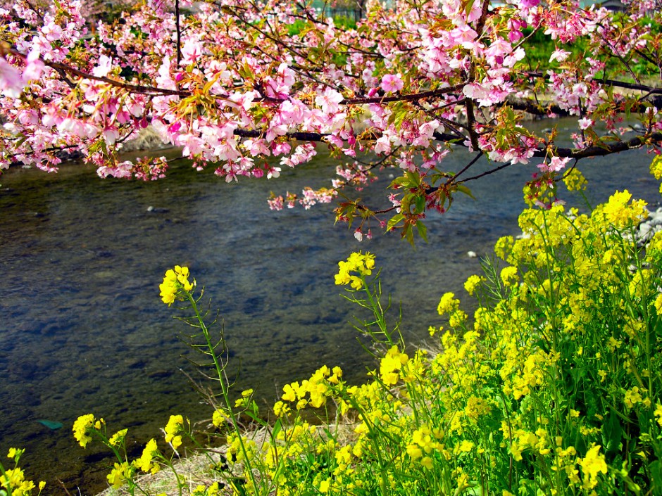 浪漫清新粉色樱花飘落精美风景壁纸