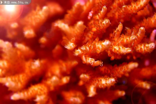 海底红色珊瑚花植物图片背景