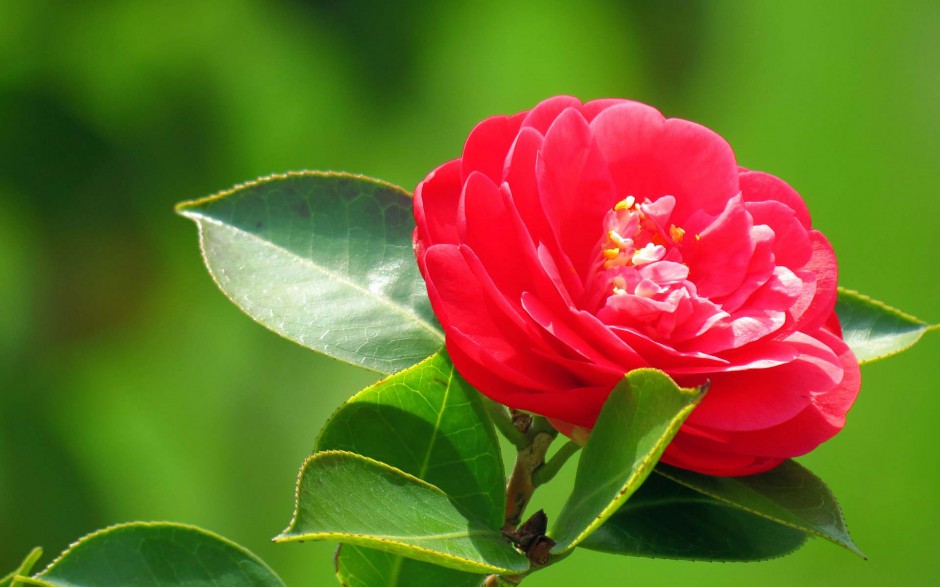 唯美花朵桌面壁纸红色山茶花
