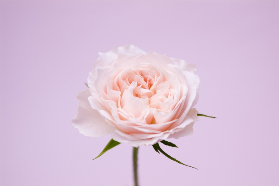 清新粉色玫瑰浪漫自然风景写真