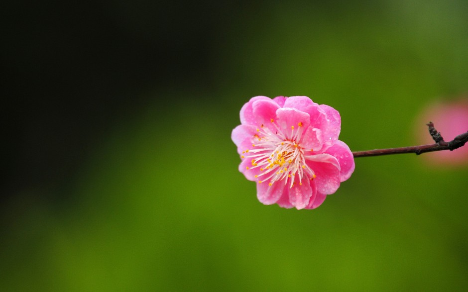 冬日浪漫傲骨梅花清新风格高清壁纸