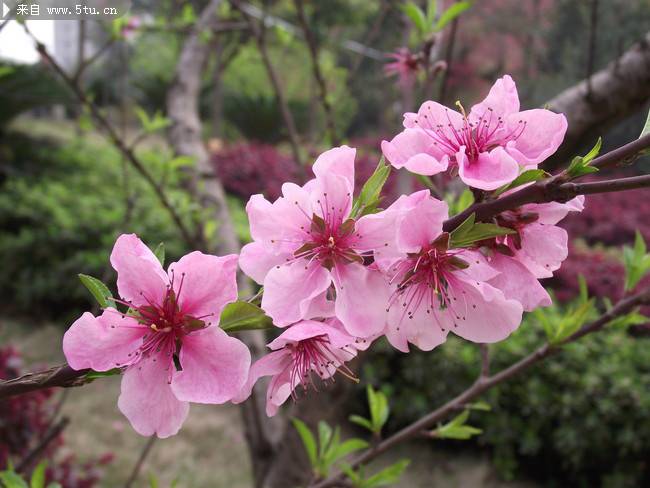 花团锦簇的桃花摄影图片