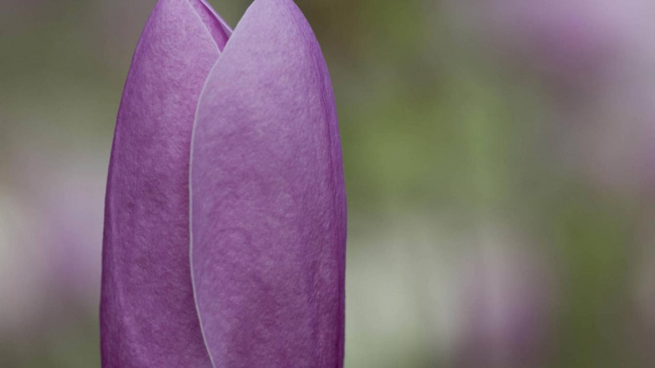 郁金香花朵桌面壁纸精选