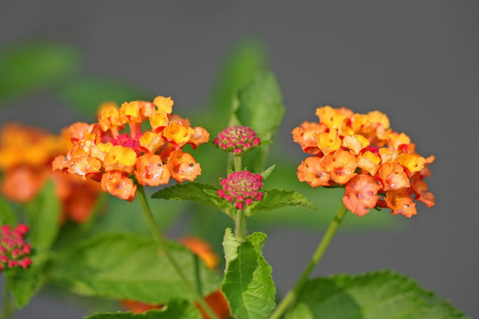 五色梅花娇艳绽放唯美风景美图