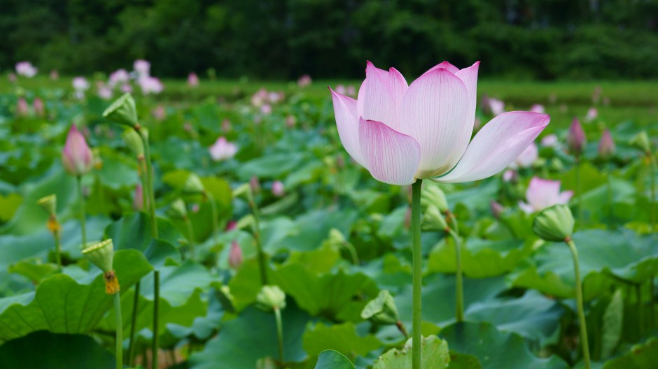 夏日荷花池浪漫风景高清大图