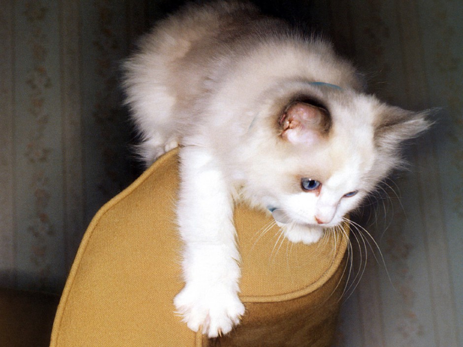 高清非主流可爱猫咪桌面壁纸