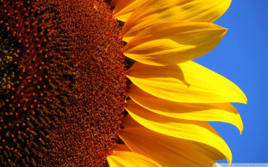 唯美的向日葵花卉壁纸欣赏