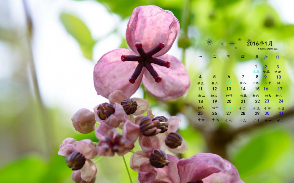 小清新2016年花朵日历锁屏壁纸