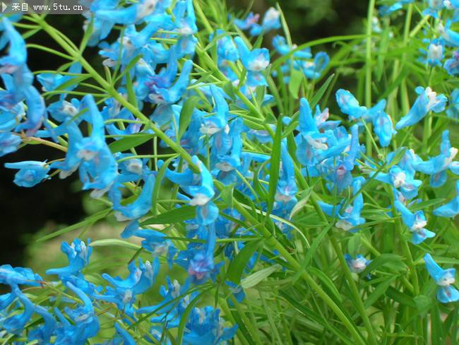 淡蓝色的野花图片