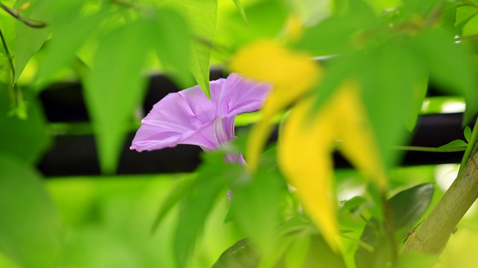 春日唯美牵牛花清新田原风景壁纸