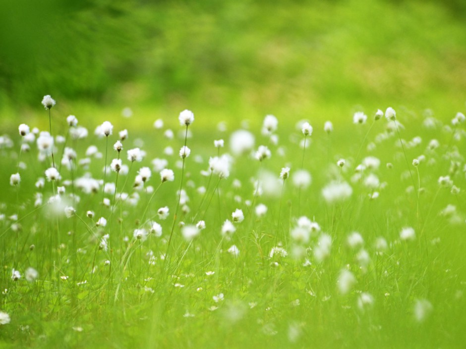 山花烂漫 高清壁纸