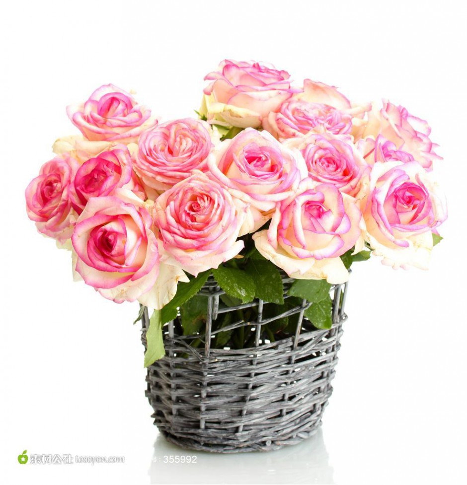 常见的花卉粉色玫瑰植物图片素材