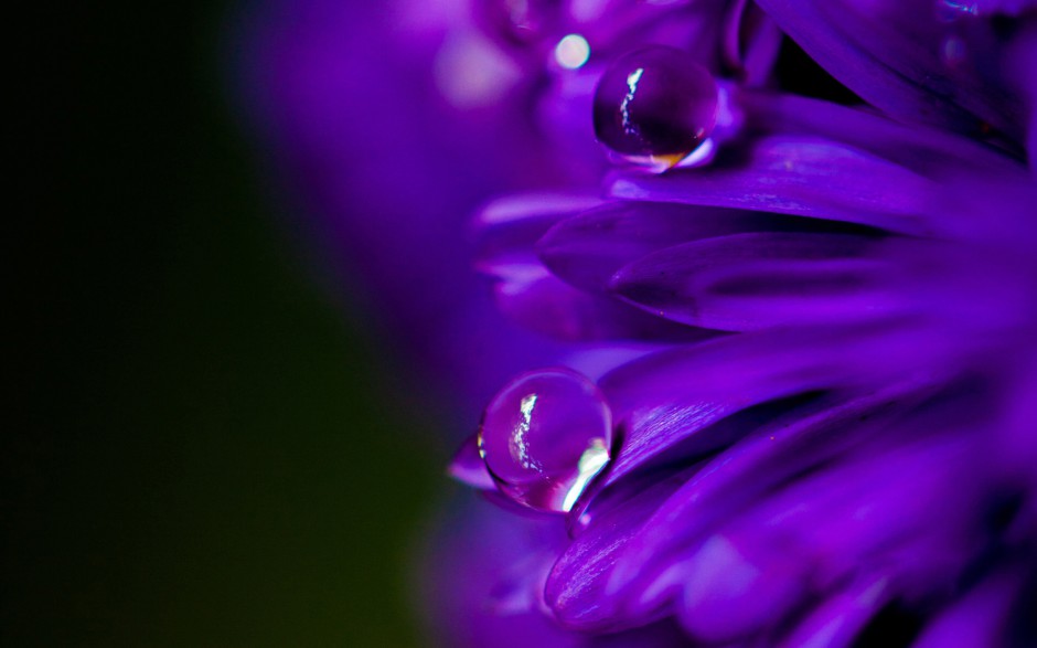 简约雨后清新花卉露珠精美个性壁纸