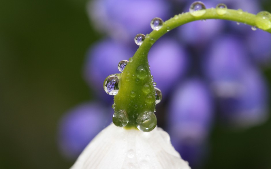 清晨雨后浪漫花卉水珠梦幻美景