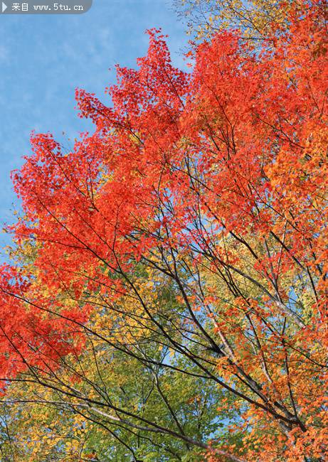 秋季树姿优美的枫树图片