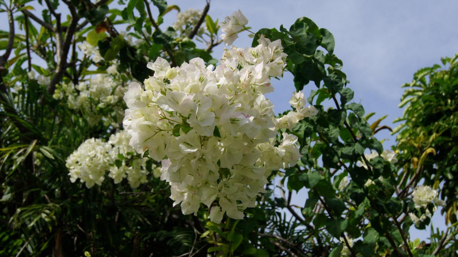 电脑桌面白色三角梅花卉风景壁纸