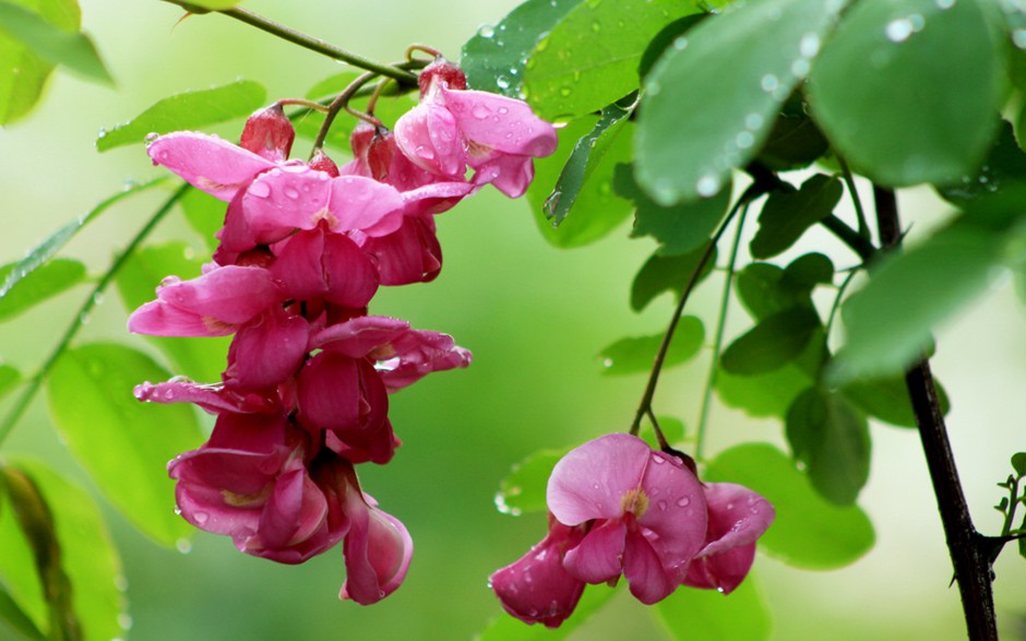 雨后娇艳槐花唯美浪漫风景