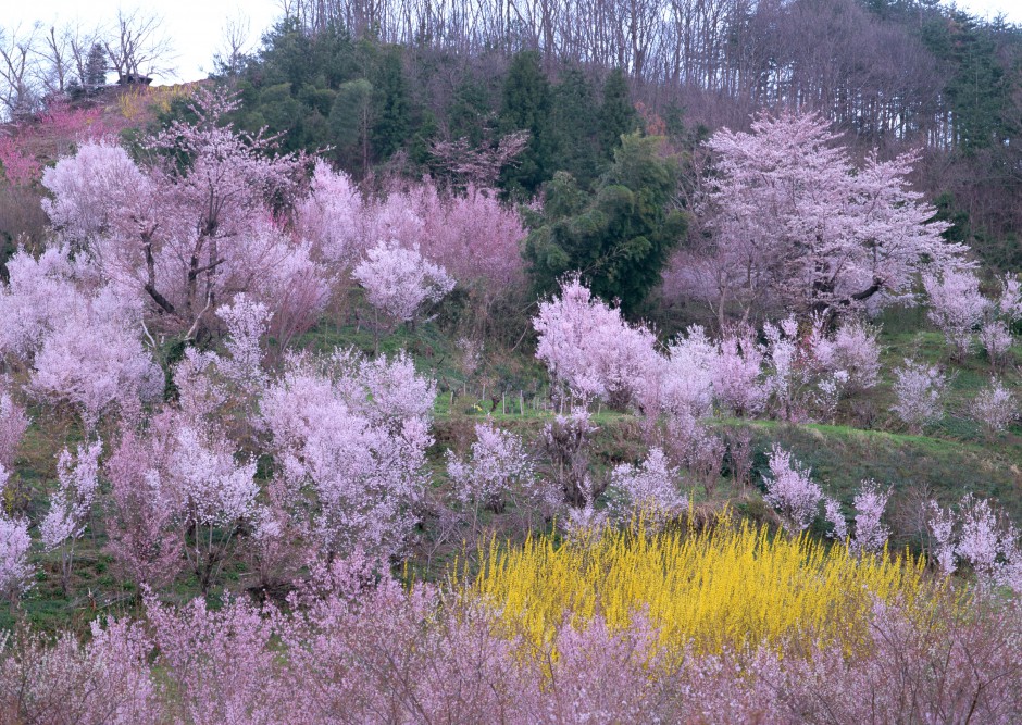 冬日傲骨绽放清新梅花精致风景