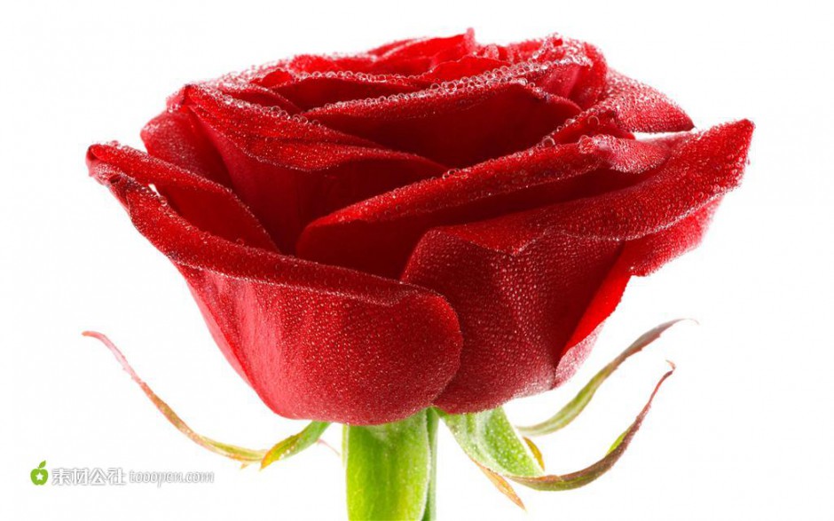 红玫瑰花图片素材高清特写