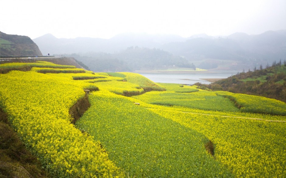 唯美油菜花高清花卉桌面壁纸