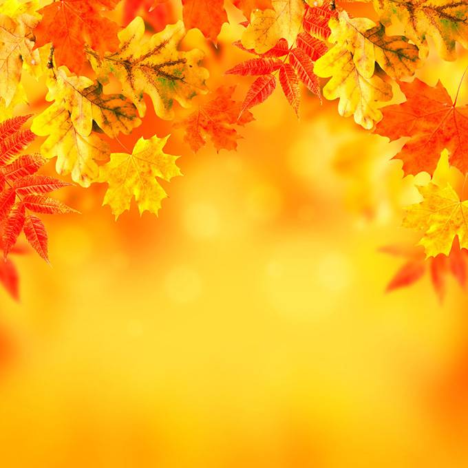 秋天的金色枫叶ppt背景图片