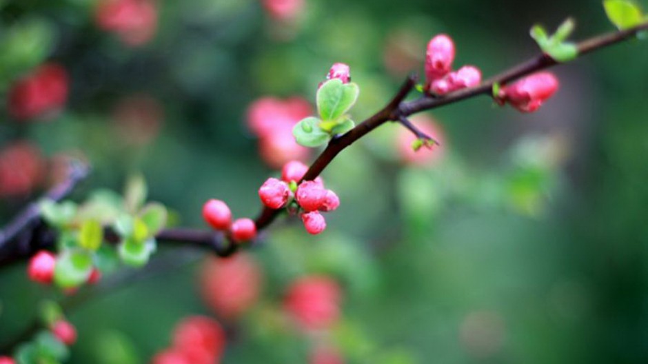 素雅杏花粉色挂满枝头唯美风景壁纸