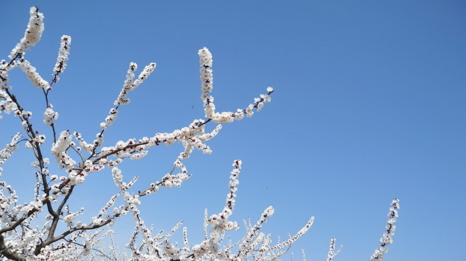 素雅杏花粉色挂满枝头唯美风景壁纸