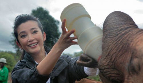 李冰冰喂大象喝水 提醒网友夏天要补充水分