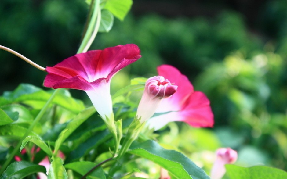 绚烂牵牛花精美绽放风景美图秀