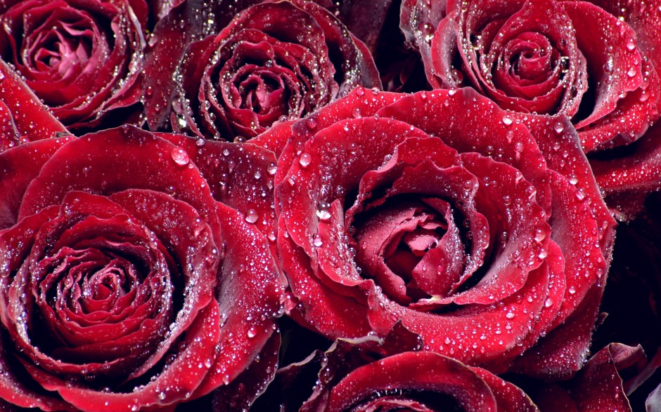 超精美玫瑰浪漫风格精致写真壁纸