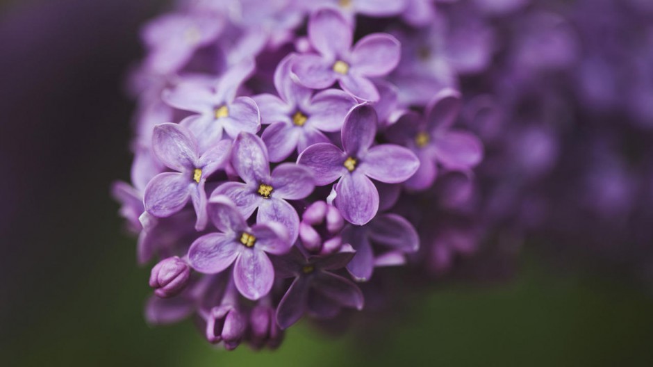 小碎花壁纸 紫色丁香花壁纸