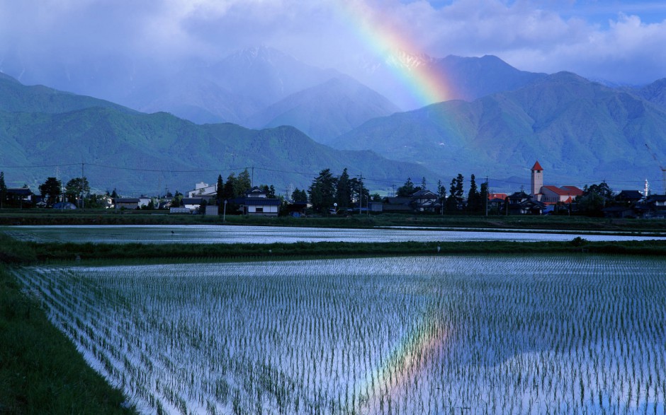 田园清新唯美稻田风景壁纸
