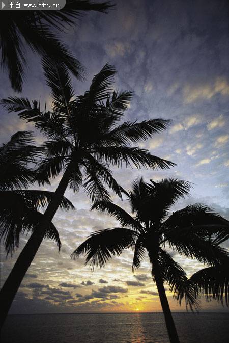 海边风景图片 夕阳下的椰树