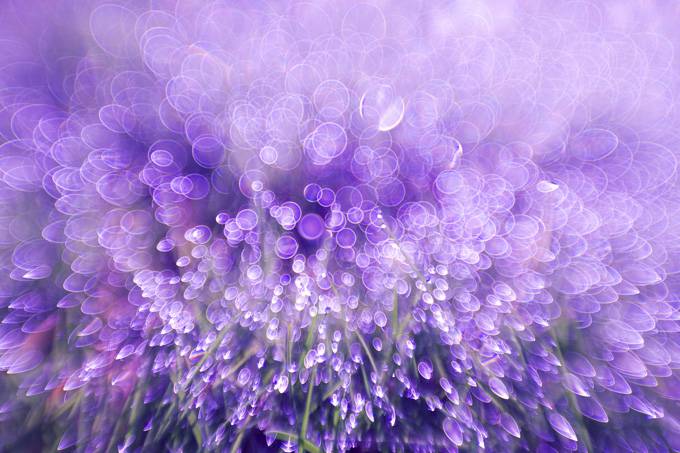 梦幻紫色花卉背景唯美图片