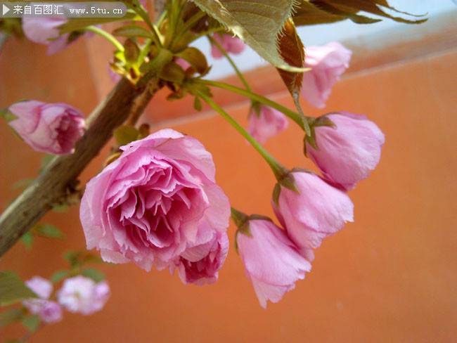 粉色海棠花背景素材