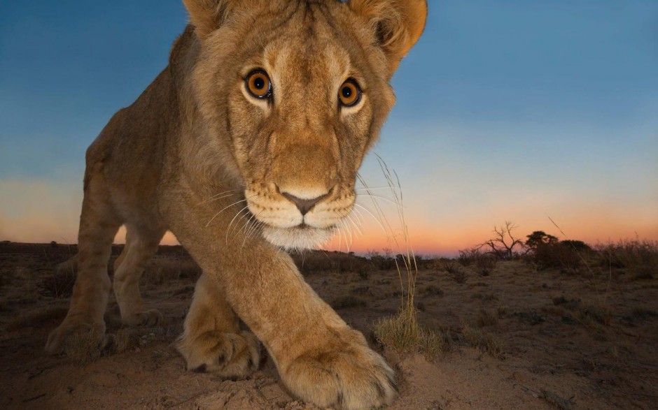 温顺可爱的小狮子苹果壁纸