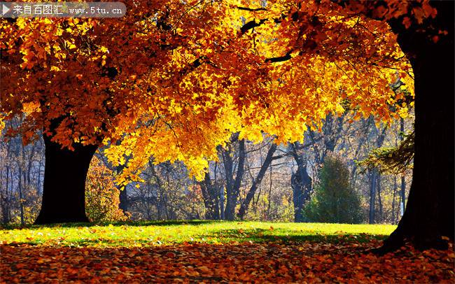 秋天迷人的枫树林图片
