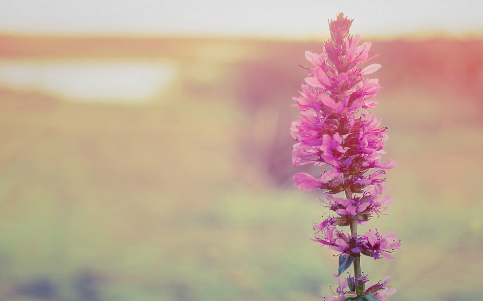 小清新浪漫花卉精美梦幻高清壁纸