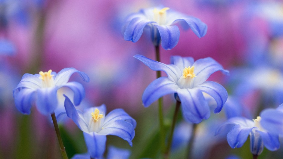 唯美春日花卉风景精致唯美高清壁纸