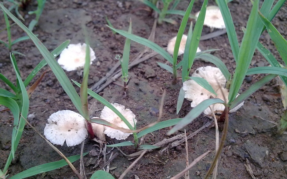 丛林野生菌类蘑菇高清特写壁纸