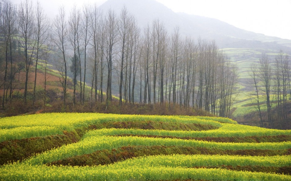 唯美油菜花高清花卉桌面壁纸