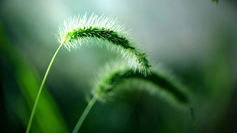 花草唯美小清新桌面壁纸高清风景图片