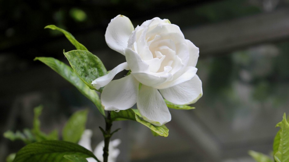 纯白栀子花浪漫花语壁纸