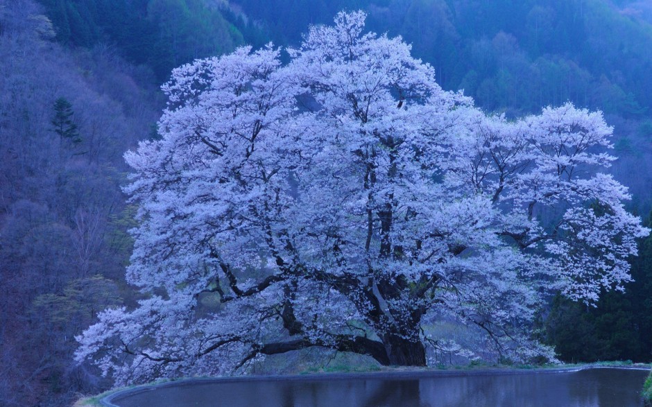 粉嫩樱花浪漫清新精致风景壁纸