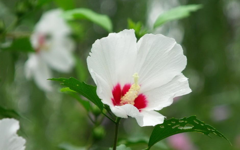 殷红素雅木槿花春日浪漫风格壁纸