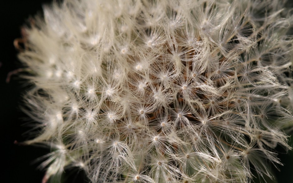 植物浪漫唯美清新风景高清图片壁纸