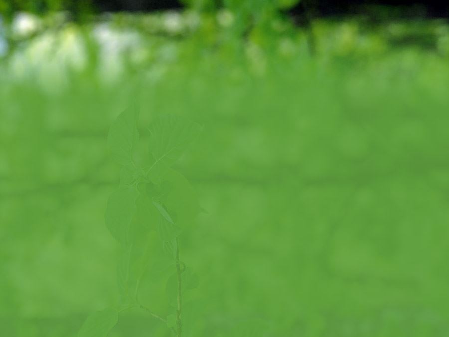 绿草模糊护眼绿色背景图